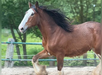 Clydesdale, Stallone, 2 Anni, 165 cm, Baio