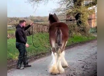 Clydesdale, Stallone, 2 Anni