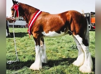 Clydesdale, Stallone, 2 Anni