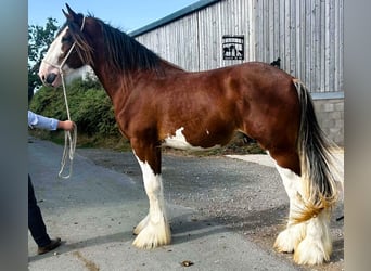 Clydesdale, Stallone, 2 Anni