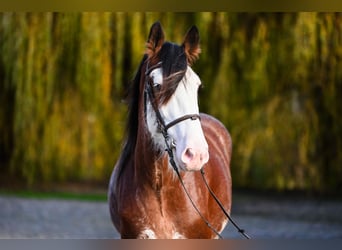 Clydesdale, Stallone, 4 Anni, 165 cm, Baio roano