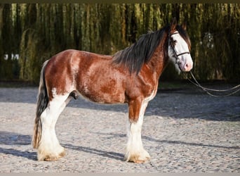 Clydesdale, Stallone, 4 Anni, 165 cm, Baio roano