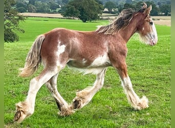 Clydesdale, Stallone, Puledri (03/2026)