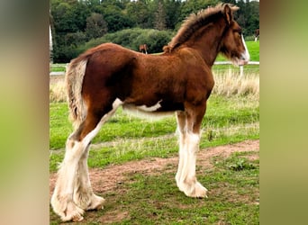 Clydesdale, Stallone, Puledri (06/2026)