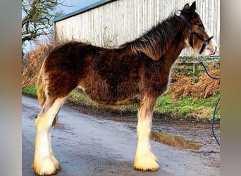 Clydesdale, Sto, 1 år