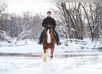 Clydesdale, Stute, 12 Jahre, 180 cm