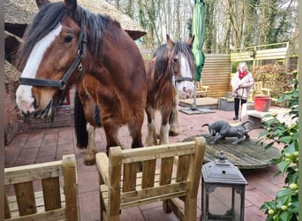 Clydesdale, Stute, 14 Jahre, 179 cm, Dunkelbrauner