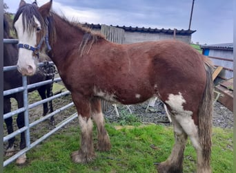 Clydesdale, Stute, 1 Jahr, 152 cm, Rotbrauner