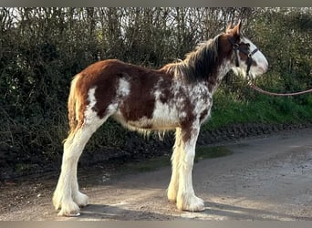 Clydesdale, Stute, 1 Jahr