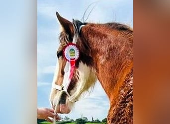 Clydesdale, Stute, 2 Jahre