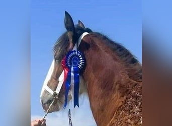 Clydesdale, Stute, 2 Jahre