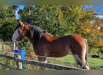 Clydesdale, Stute, 3 Jahre, 180 cm, Brauner