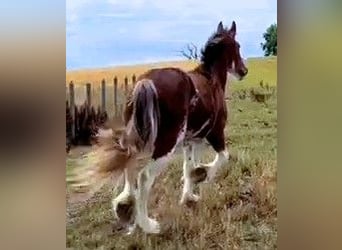 Clydesdale, Stute, 3 Jahre