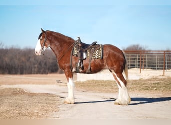 Clydesdale, Stute, 4 Jahre, 180 cm, Rotbrauner