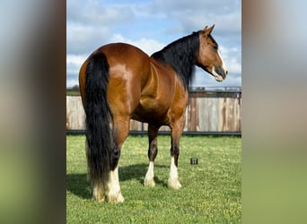 Clydesdale, Stute, 5 Jahre, 152 cm, Rotbrauner