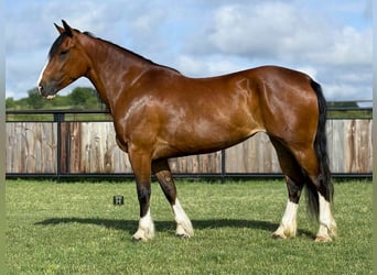 Clydesdale, Stute, 5 Jahre, 152 cm