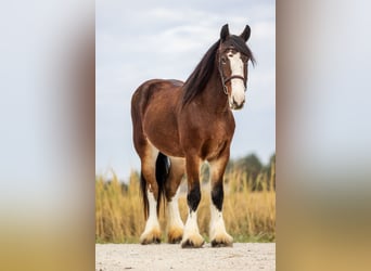 Clydesdale Mix, Stute, 9 Jahre, Rotbrauner