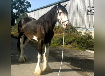 Clydesdale, Valack, 2 år