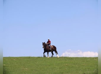 Clydesdale, Valack, 6 år, 183 cm, Svart