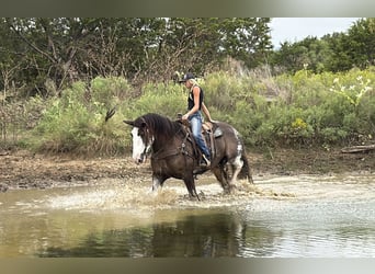 Clydesdale, Wałach, 11 lat, Gniada
