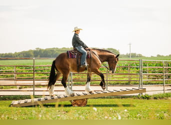 Clydesdale Mix, Wałach, 4 lat, 163 cm, Gniada