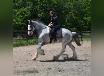 Clydesdale, Wałach, 4 lat, 173 cm, Karodereszowata