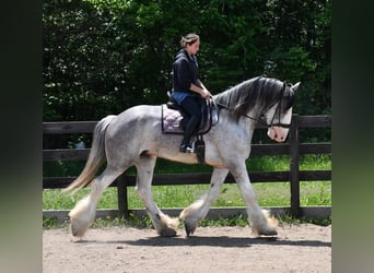 Clydesdale, Wałach, 4 lat, 173 cm, Karodereszowata