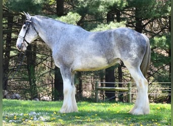 Clydesdale, Wałach, 4 lat, 173 cm, Karodereszowata