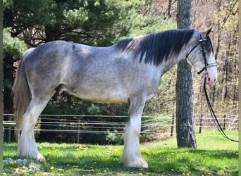 Clydesdale, Wałach, 4 lat, 173 cm, Karodereszowata