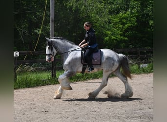 Clydesdale, Wałach, 4 lat, 173 cm, Karodereszowata