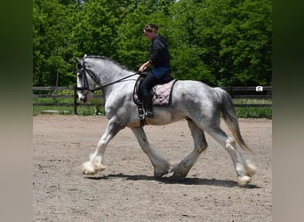 Clydesdale, Wałach, 4 lat, 173 cm, Karodereszowata