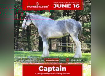 Clydesdale, Wałach, 4 lat, 173 cm, Karodereszowata