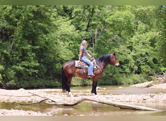 Clydesdale Mix, Wałach, 5 lat, 155 cm, Gniada