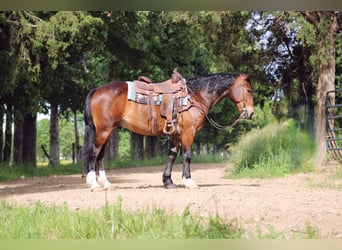 Clydesdale Mix, Wałach, 5 lat, 155 cm, Gniada