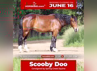 Clydesdale Mix, Wałach, 5 lat, 155 cm, Gniada