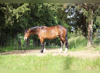 Clydesdale Mix, Wałach, 5 lat, 155 cm, Gniada