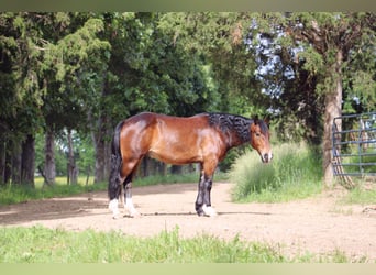 Clydesdale Mix, Wałach, 5 lat, 155 cm, Gniada