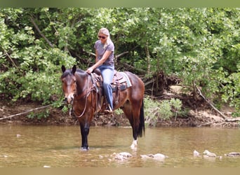 Clydesdale Mix, Wałach, 5 lat, 155 cm, Gniada