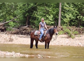 Clydesdale Mix, Wałach, 5 lat, 155 cm, Gniada