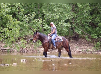 Clydesdale Mix, Wałach, 5 lat, 155 cm, Gniada