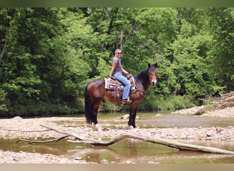 Clydesdale Mix, Wałach, 5 lat, 155 cm, Gniada