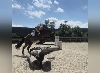 Clydesdale Mix, Wałach, 5 lat, 165 cm, Gniada