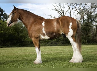 Clydesdale, Wałach, 5 lat, 173 cm, Gniada