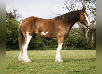Clydesdale, Wałach, 5 lat, 173 cm, Gniada
