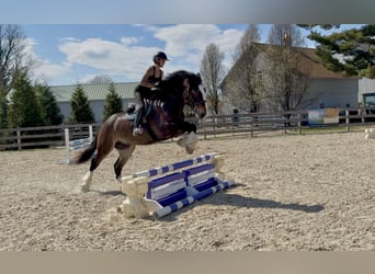 Clydesdale Mix, Wałach, 6 lat, 173 cm, Gniada