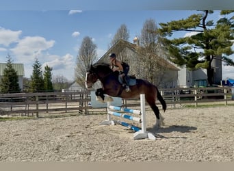 Clydesdale Mix, Wałach, 6 lat, 173 cm, Gniada