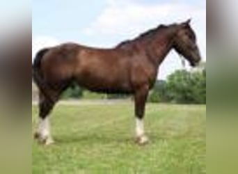Clydesdale, Wałach, 6 lat, 173 cm, Gniada