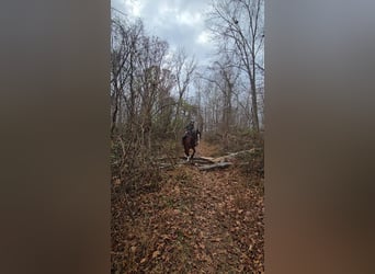 Clydesdale, Wałach, 7 lat, 165 cm, Gniada