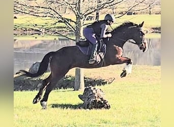 Clydesdale, Wałach, 8 lat, 165 cm, Gniada