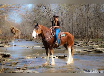 Clydesdale, Wałach, 12 lat, 173 cm, Cisawa